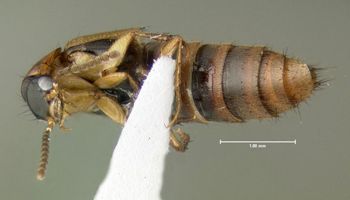 Media type: image;   Entomology 601700 Aspect: habitus ventral view